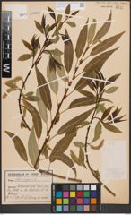Foto von Salix fragilis L.